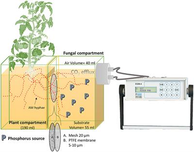 Carbon Investment Required for the Mobilization of Inorganic and Organic Phosphorus Bound to Goethite by an Arbuscular Mycorrhiza (Solanum lycopersicum x Rhizophagus irregularis)